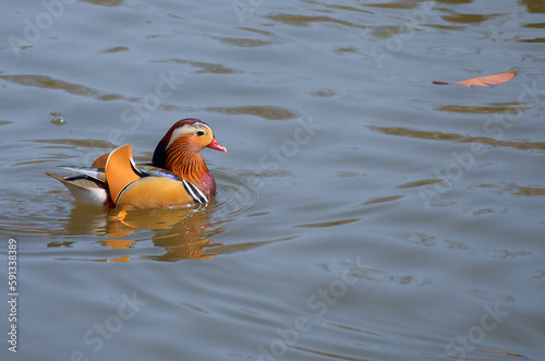 Colourful male Mandarin duck during the spring mating season photo