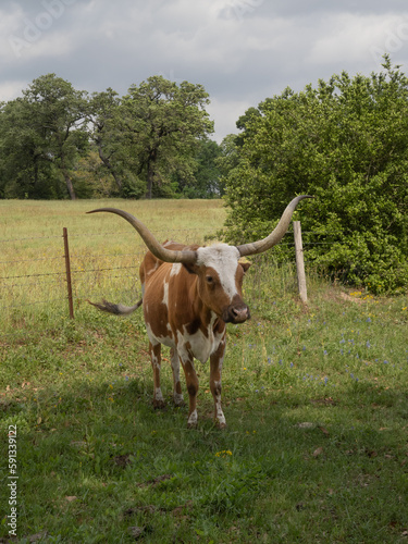 Small Texas Longhorn Cow Standing in a Green Pasture