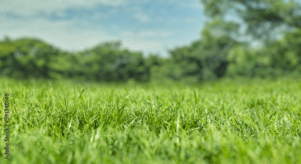 芝、草むらのローアングル　背景に初夏の山の自然の風景　ゴールデンウィーク・連休・祝日・旅行・観光のイメージ背景壁紙