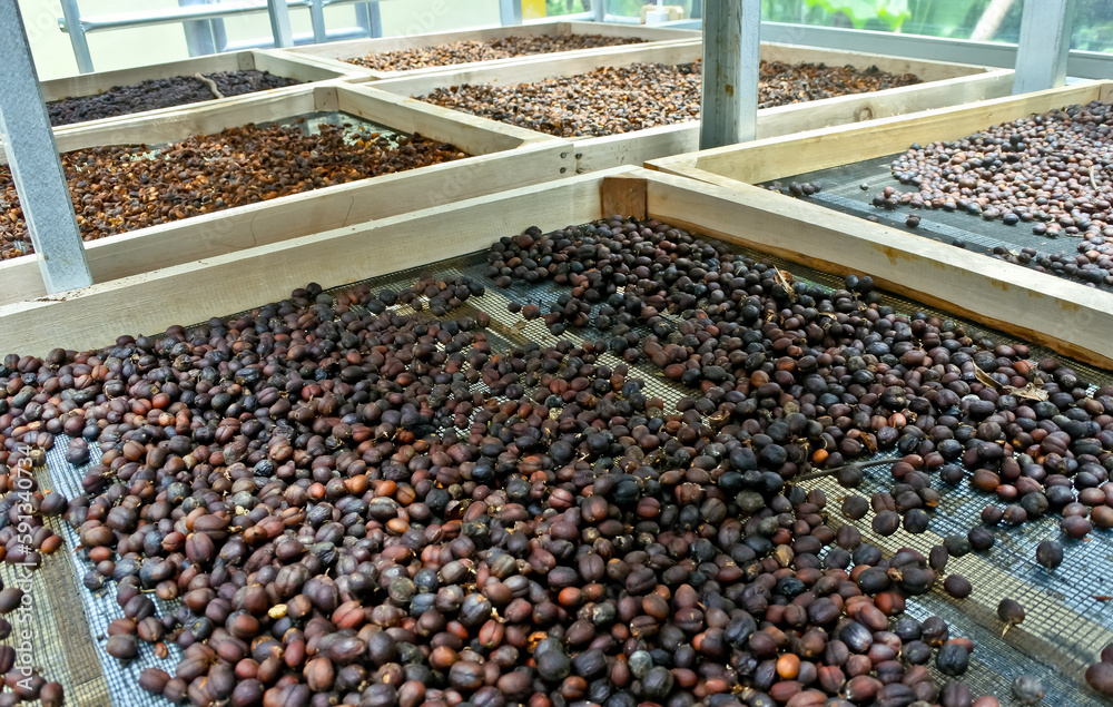 Coffee beans are dried through the process of drying in the sun Coffee beans are dried through the process of drying in the sun