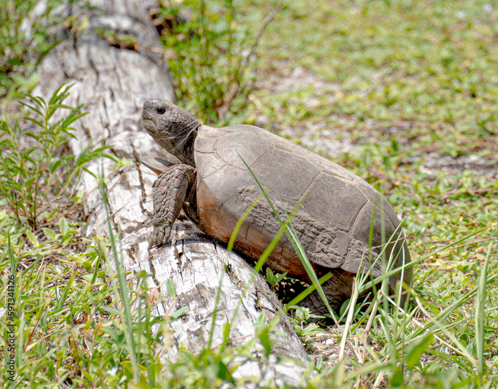 Obraz premium gopher tortoise on log