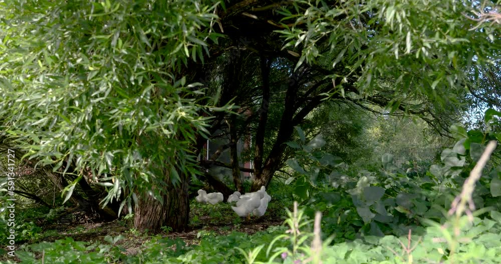 White ducks in the forest on a farm White ducks in the forest on a farm