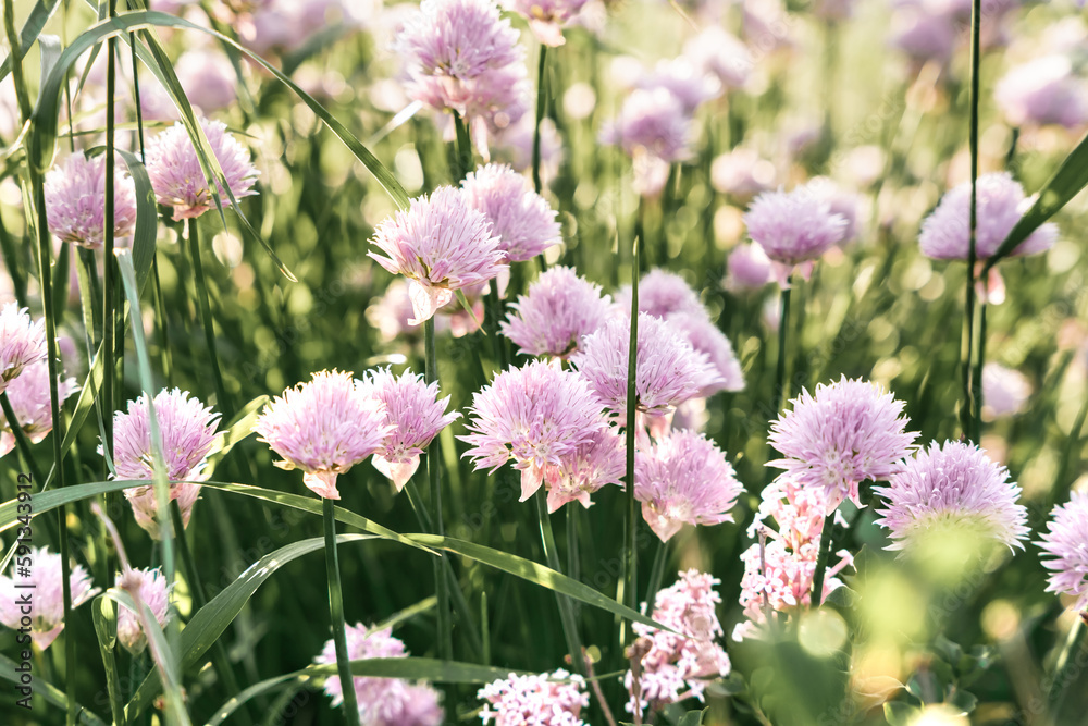 Fototapeta premium Sunset with pink flowers in the garden - macro