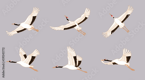 Crane birds with red crowns illustration. Japanese cranes in different poses.