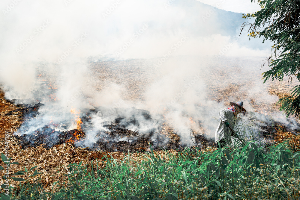 Burning season crop burning in Chiang Mai Thailand