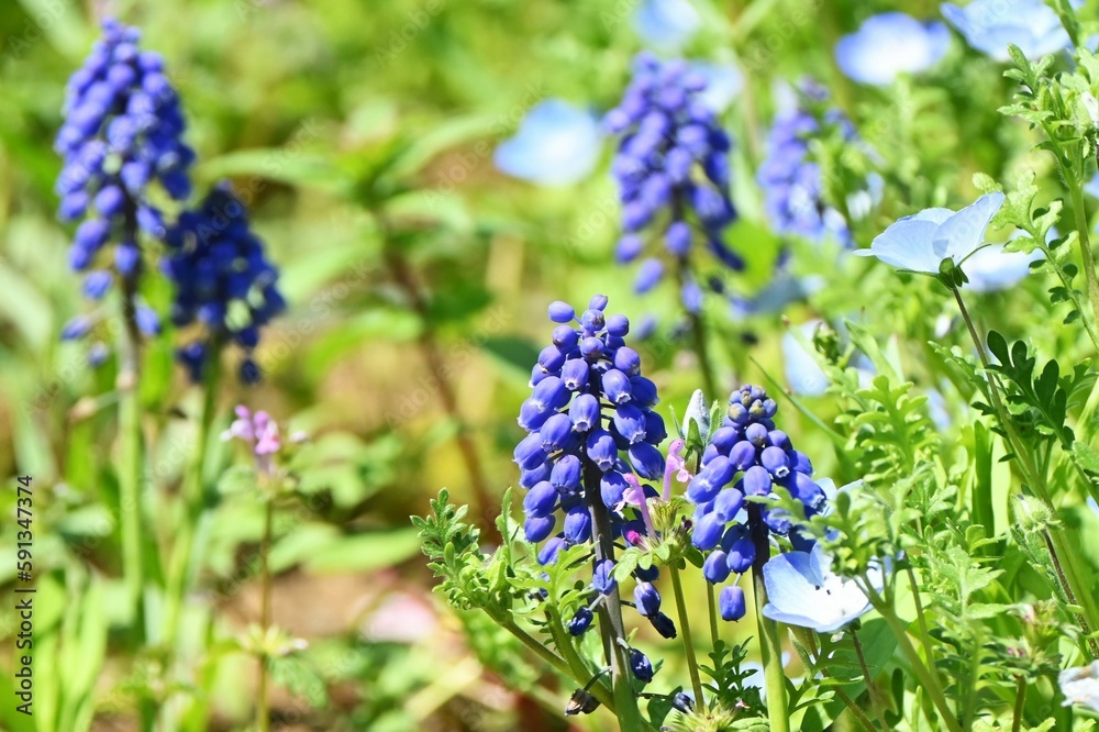 The Muscari ( Grape hyacinth ) flowers. Asparagaceae perennial bulbous plants. Bell-shaped flowers bloom from March to April. The Muscari ( Grape hyacinth ) flowers. Asparagaceae perennial bulbous plants. Bell-shaped flowers bloom from March to April.