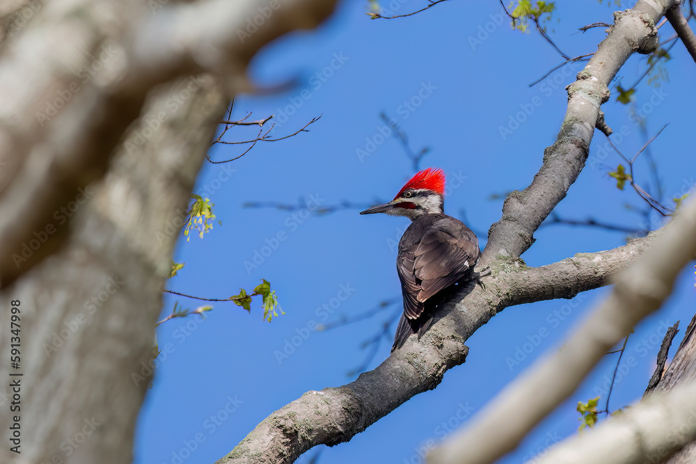 Foto de The pileated woodpecker (Dryocopus pileatus). The bird native