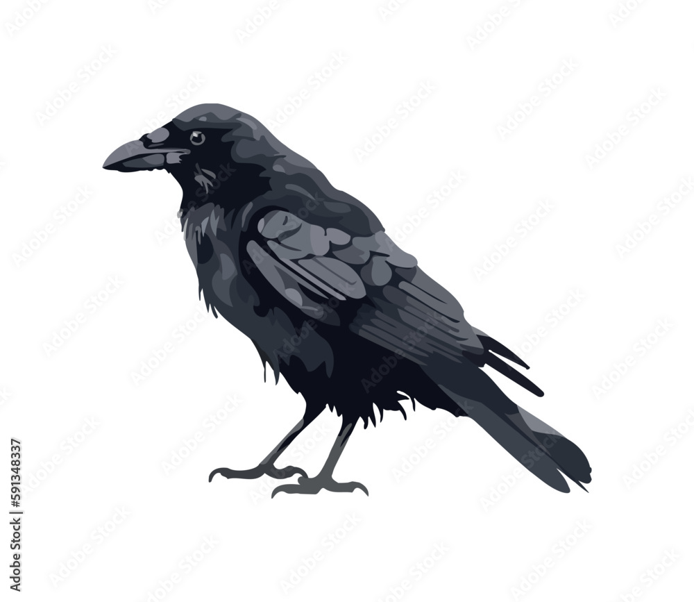 crow isolated on white background crow isolated on white background