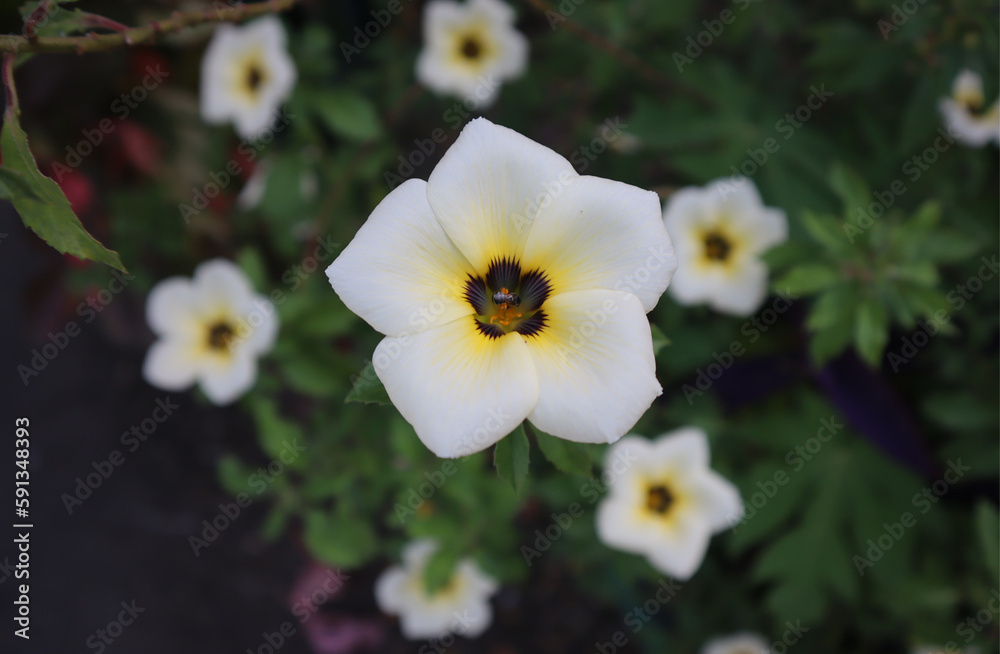 Turnera ulmifolia is a flowering plant species of the flower genus at eight (Turnera)