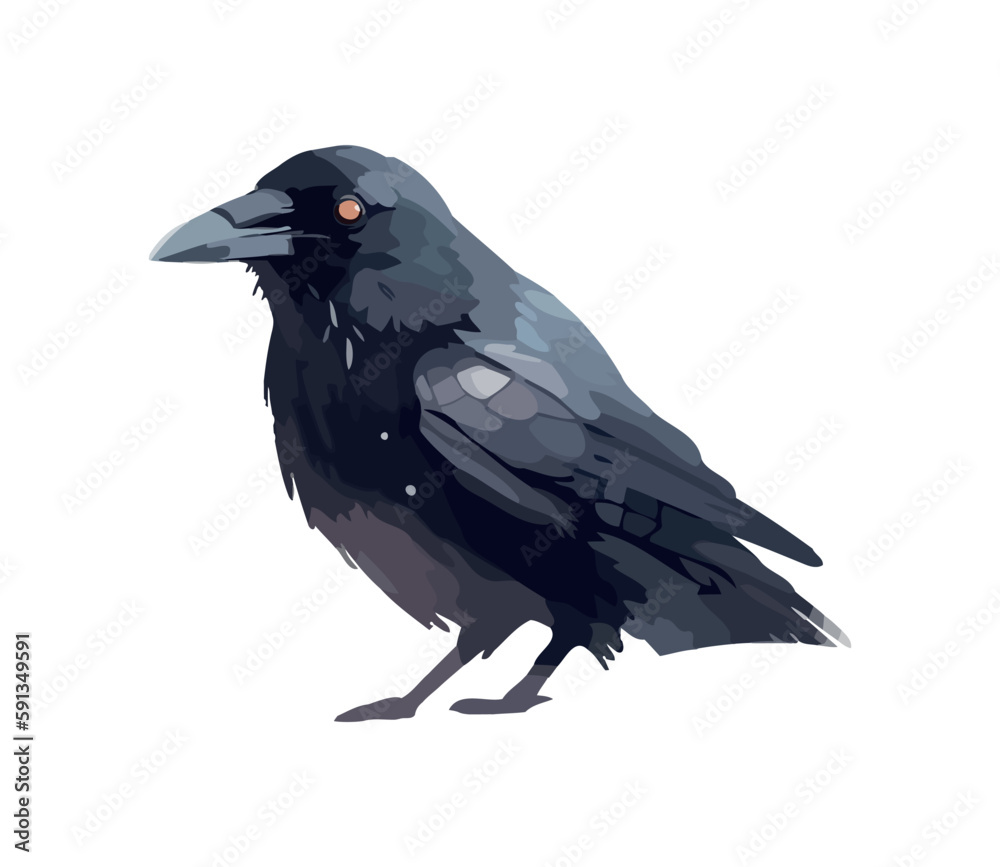Fototapeta premium Feathered bird crow animal wild