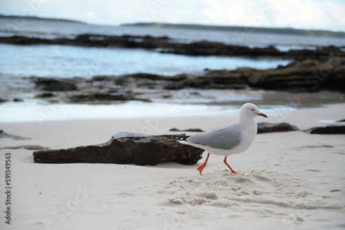 An alone bird on the beach