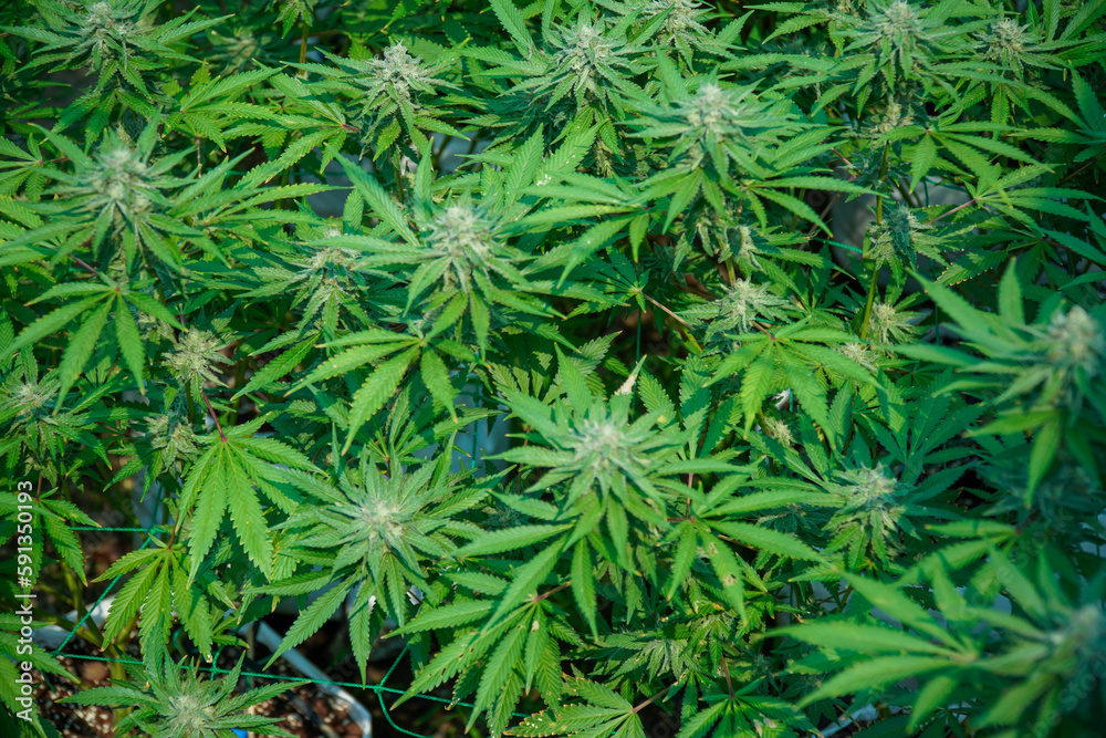 Marijuana plant in farm