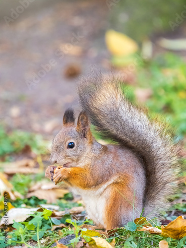 Autumn squirrel with nut sits on green grass with fallen yellow leaves