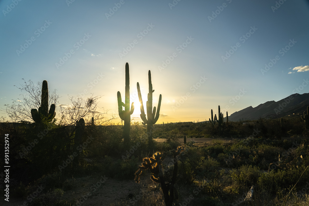 Saguaro cactus trees at sunset evening Saguaro cactus trees at sunset evening