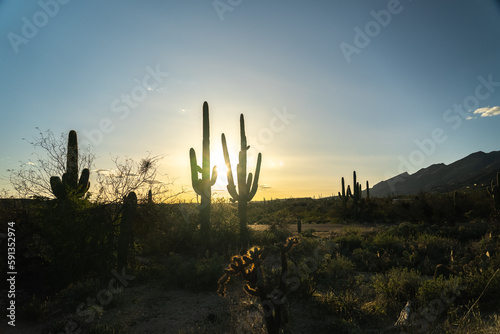 Saguaro cactus trees at sunset evening