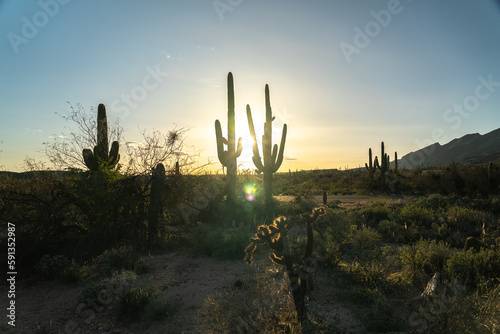 Saguaro cactus trees at sunset evening © blvdone