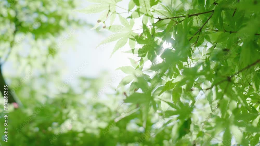 晴れの日　風に揺れ太陽からの木漏れ日がさわやかにキラキラ輝く新緑の楓の葉 ProRes422 59.94p