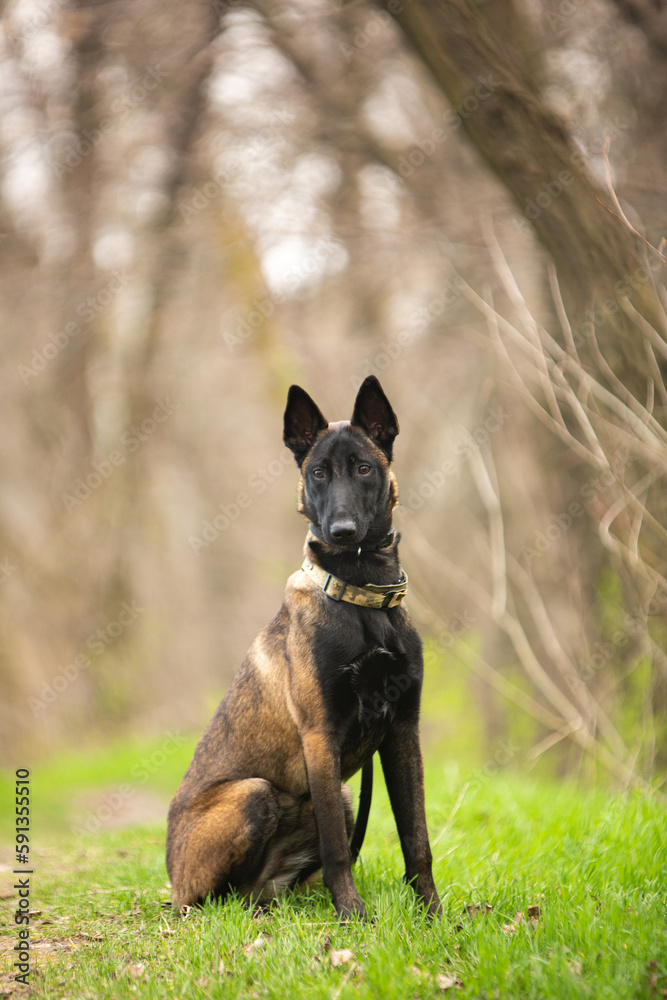 A Belgian Shepherd dog  sits sideways against a background of green grass