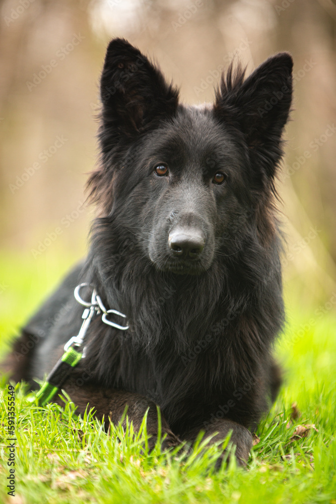 german shepherd dog on grass german shepherd dog on grass