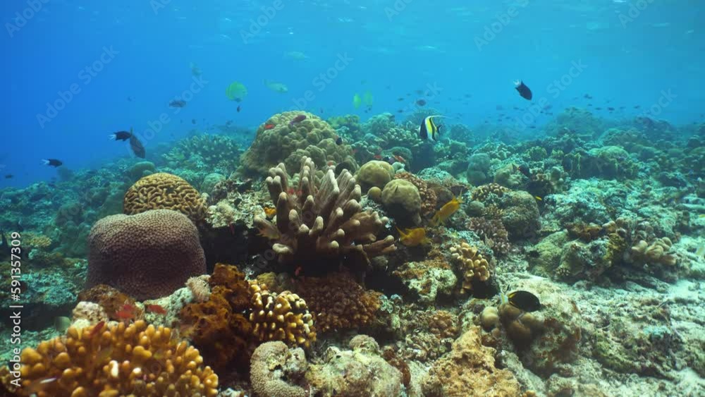 Tropical Fishes on Coral Reef, underwater scene. Sipadan, Malaysia.