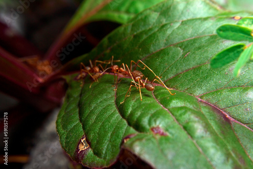 Rangrang or Red Ants was made a nest 