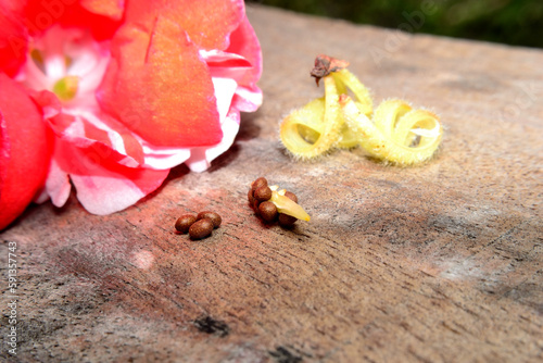 Impatiens balsamina L, flowers with seeds