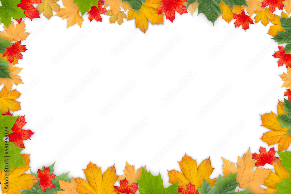 Autumn Transparent Background Leaves | Maple Leaves