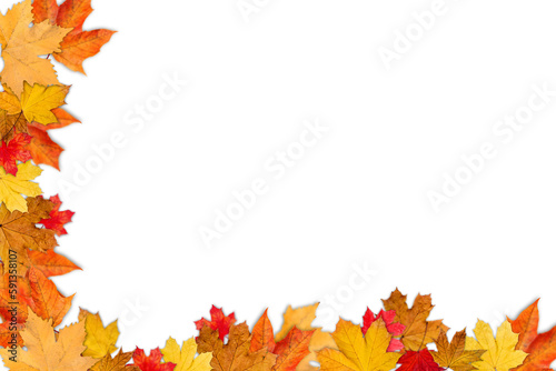 Autumn Transparent Background with Orange Leaves | Maple Leaves