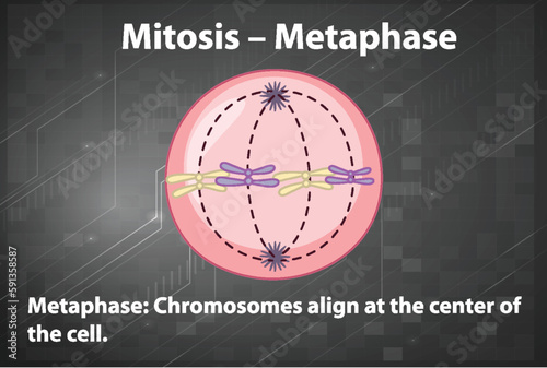 Process of mitosis metaphase with explanations photo