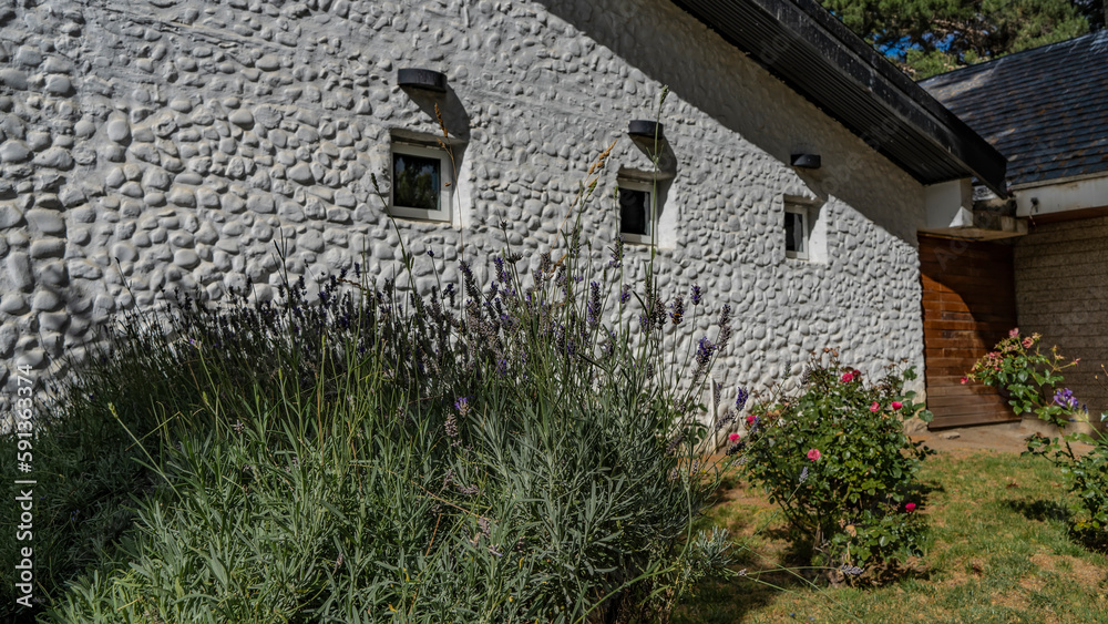 Lush bushes of blooming lavender and roses grow near the white wall of the village house on the lawn. Argentina. El Calafate