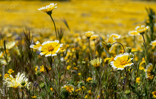 Coastal flowers Tidy Tips during blooming season photo