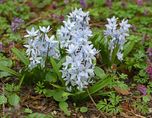 Scilla mischtschenkoana, Mishchenko or Misczenko squill, early squill or white squill, perennial plant