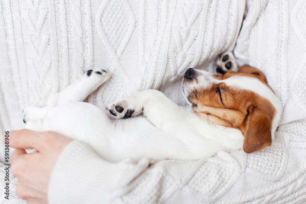 Little puppy is lying in the arms of the owner Little puppy is lying in the arms of the owner