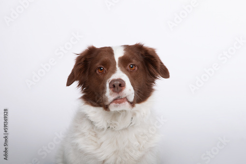 Head shot closeup of setter spaniel or retriever rescue dog with adorable face and funny mouth making quizzical expression