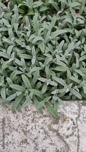 Green leaves background. Essential oil plants. Horizontal Video with Stachys
 photo