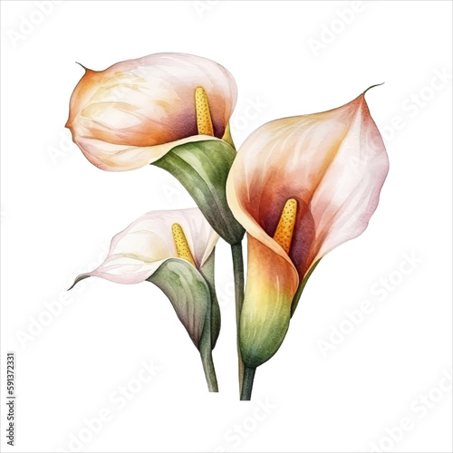 Calla lily flower isolated in white background. watercolor vector for wedding invitation, printing, sublimation, mug, tshirt, tumbler