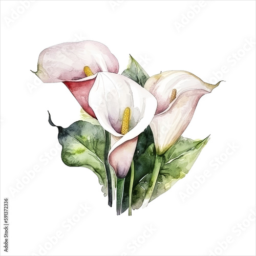 Calla lily flower isolated in white background. watercolor vector for wedding invitation, printing, sublimation, mug, tshirt, tumbler