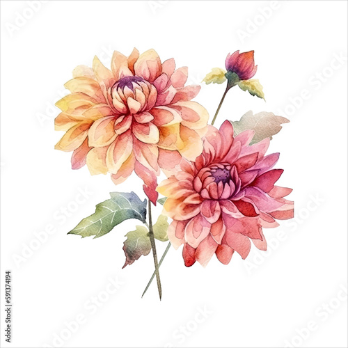 Dahlia flower isolated in white background. watercolor vector for wedding invitation, printing, sublimation, mug, tshirt, tumbler