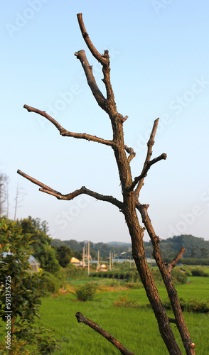 dry tree branch in nature background