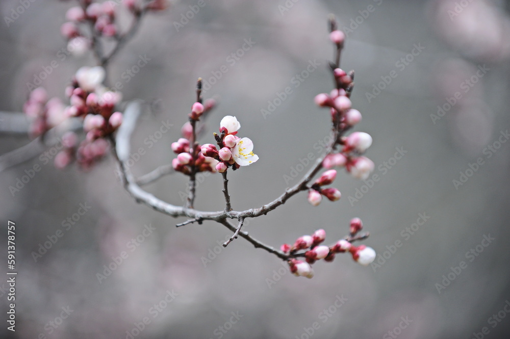 Pink flower petals bloom on the branches of a tree in a city park. Pink flower petals bloom on the branches of a tree in a city park.