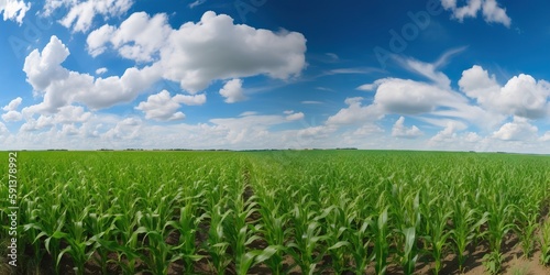 Agricultural corn field on sunny summer day. Generative AI