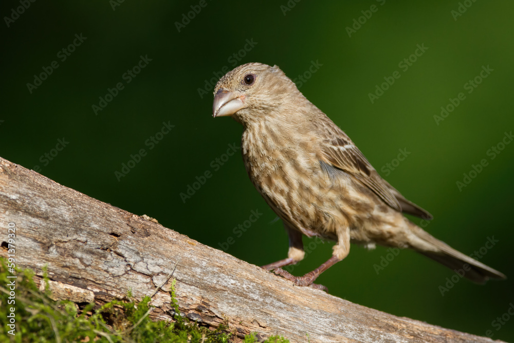 A Female House Finch Perched on a Log A Female House Finch Perched on a Log
