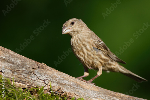 A Female House Finch Perched on a Log