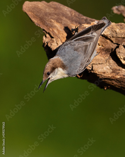 A Brown-headed Nuthatch Calling in Early Spring photo