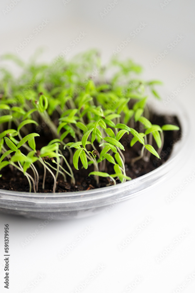 Tomato Seedling Sprouting on Kitchen Counter in Plastic Tupperware Tomato Seedling Sprouting on Kitchen Counter in Plastic Tupperware