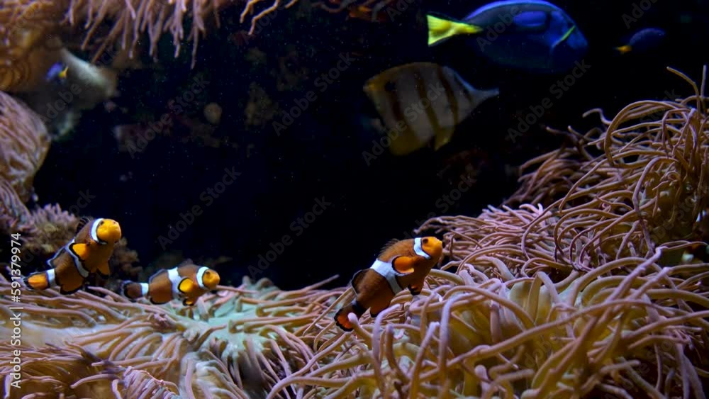 Stockvideo fish swimming on bottom with algae beautiful background soothing music falling relax