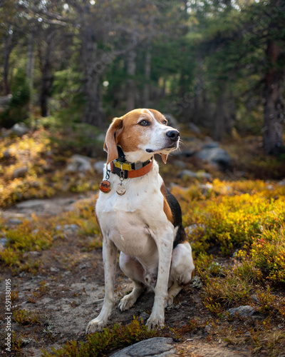 Senior American Foxhound Hiking in Colorado Forest