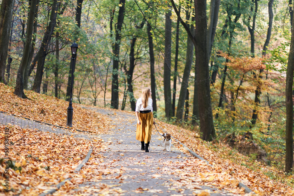 young woman is walking a beagle dog in an autumn park young woman is walking a beagle dog in an autumn park