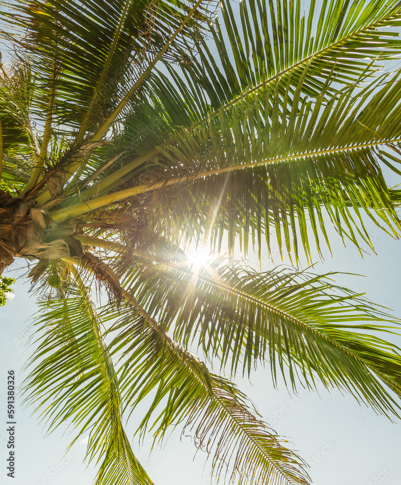 Fototapeta premium palm tree under the midday sun