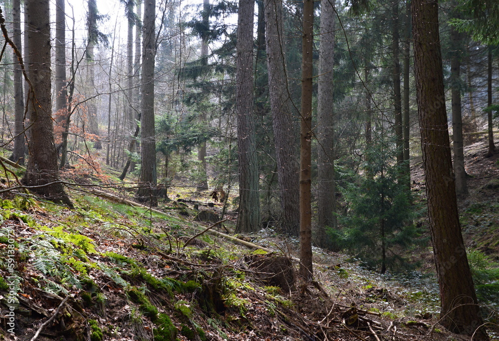 Forest in the Mountains Deister, Barsinghausen, Lower Saxony Forest in the Mountains Deister, Barsinghausen, Lower Saxony